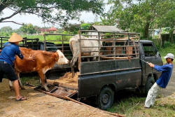 Waspada! Penyakit Lato-Lato Bikin Harga Sapi di Gunungkidul Anjlok