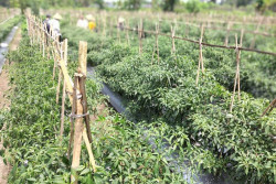 Sleman Diperkirakan Surplus Cabai, Bisa Pasok Kebutuhan Jakarta