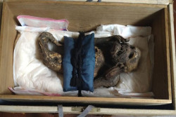 Misteri Terpecahkan! Puluhan Tahun Disembah di Kuil Jepang, Mumi Putri Duyung Ini Ternyata Buatan