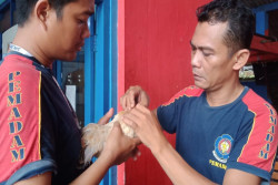 Salut! Damkarmat Kota Jogja Selamatkan Ayam Kate yang Telan Mata Kail Pancing