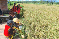 Tradisi Wiwitan Tandai Panen Padi di Sendangsari