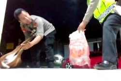 Viral! Kijang Mati Tertabrak Motor, Ini Asal Usulnya