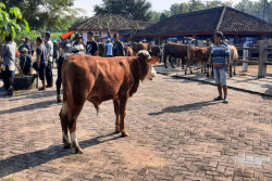 Penyakit Lato-Lato Menyebar Cepat, Pasar Hewan di Gunungkidul Kian Sepi