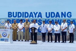 Ganjar dan Jokowi Kompak Resmikan Tambak Udang Modern