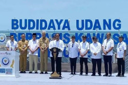 Diresmikan Jokowi, Tambak Udang di Kebumen Jadi Percontohan Nasional