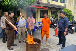 Polresta Jogja Musnahkan Bukti Kasus Narkoba, Ganja Ratusan Gram Dibakar