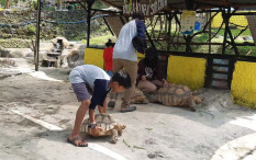 3 Rekomendasi Tempat Berwisata Mini Zoo di Jogja