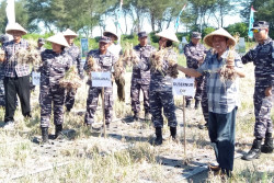 Petani Lahan Pesisir Selatan Bantul Panen Bawang Merah Thailand Nganjuk