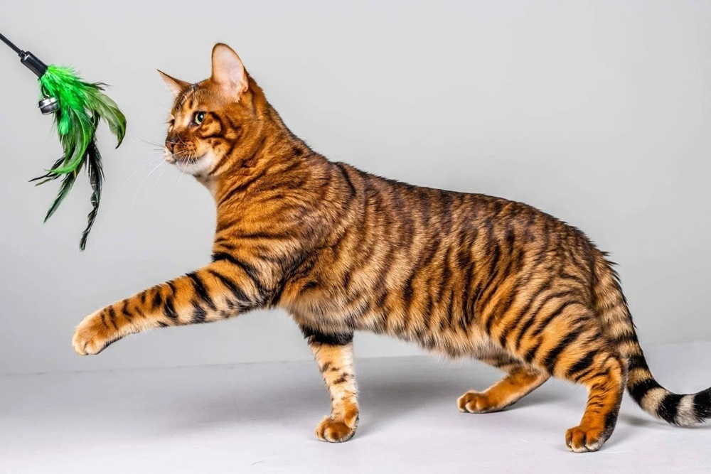 Jenis Kucing Termahal di Dunia, Ada Seharga Rp1,8 Miliar