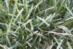 Fenomena Tak Lazim, Embun Es Sudah Muncul di Dieng pada Bulan Maret