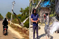 Pria Ini Selalu Diikuti Burung Bangau Kemana Saja, Ternyata Ini Sebabnya