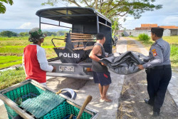 Belum Sempat Dijual, Gabah Hasil Curian Sudah Ketahuan Warga