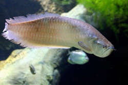 Ikan Termahal di Dunia, Harganya Mencapai Rp6,175 MIliar