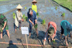 Ada Potensi El Nino, Petani Sleman Diminta Percepat Penanaman Padi
