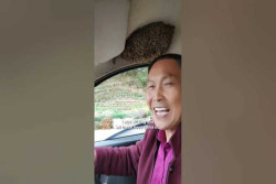 Bisa-bisanya, Lelaki Ini Tetap Tenang Mengemudi Meski Kawanan Lebah Bersarang di Mobilnya