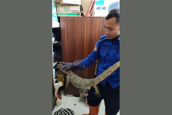 Siapkan Buka Puasa, Warga Bangunjiwo Dikagetkan Biawak 1,3 Meter Sembunyi di Kamar