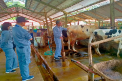 Kasus LSD di Sleman Mencapai 2.124 Kasus