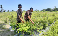 Area Pertanian di Kulonprogo Berpotensi Mengalami Kekeringan, di Mana Saja?