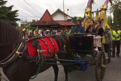 Arak-arakan Sepasang Pengantin Menandai Musim Giling Tebu di Madukismo