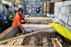 Agar Tidak Nganggur, Pemuda Ngawen Kembangkan Budi Daya Jangkrik