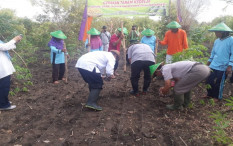 Tingkatkan Produktivitas Kedelai, Pemkab Gunungkidul Lakukan Strategi Ini