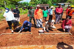 Warga Miskin di Pesisir Gunungkidul, Budidaya Bawang Merah di Atas Tanah Kas Desa