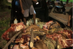 Ada-Ada Saja, Jaringan Pencuri Ternak Gondol Sapi dengan Mutilasi