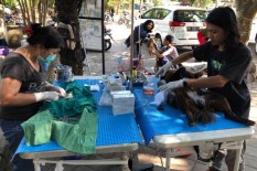 Tingkat Kematian Akibat Rabies Nyaris Menyentuh Angka 100 persen