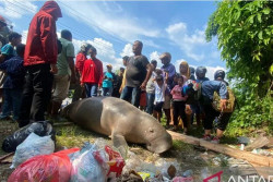 Ikan Duyung Berukuran 2 Meter Ditemukan Mati di Pinggir Jalan, Jadi Tontonan Warga