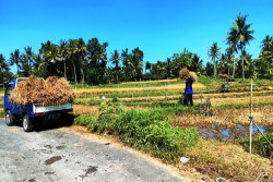 Pemkab Optimistis Gunungkidul Bisa Suprlus Beras, Ini Alasannya