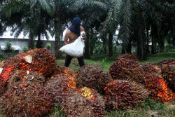 RI dan Malaysia Sepakat Protes UU Deforestasi Uni Eropa