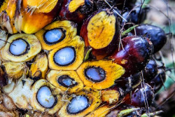 UU Anti Deforestasi Uni Eropa Diterapkan, Tak Berdampak Banyak ke Industri Sawit dan CPO