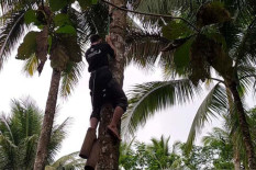 Tahun Depan, Semua Penderes di Kulonprogo Di-cover BPJS Ketenagakerjaan