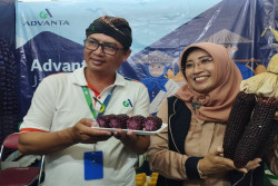Jagung Ketan Ungu, Varietas Tahan Kemarau dan Efektif Mencegah Resistensi Insulin