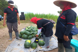Produksi Semangka Masih Jauh dari Kebutuhan Pasar, Ini yang Dilakukan Pemkab Sleman