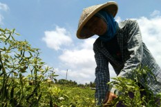 Petani Milenial Targetkan Panen 4 Ton Cabai di Lahan Tanah Kas Desa