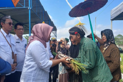 Potensial, Budi Daya Padi Beras Merah Mulai Dilirik Petani Sleman