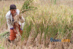 Saat Kondisi El Nino, Kutu Daun Jadi Hama Berbahaya