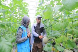 Listrik PLN Bantu Produktivitas Budidaya Melon Premium di Jogja