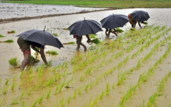 Pemerintah Didorong Lakukan 2 Jurus Jitu Hadapi El Nino