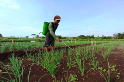 Tanaman Bawang Merah Diserang Ulat dan Lalat, Petani Gunungkidul Waswas