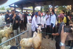 Kebutuhan Hewan Kurban di Bantul Diklaim Tercukupi