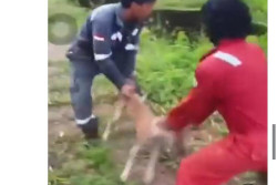 Viral! 2 Pria Lempar Anjing Hidup-hidup ke Buaya, Aksinya Tuai Kecaman