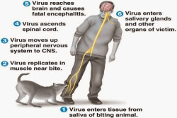 Waspada Rabies! Kenali Gejalanya pada Beberapa Hewan