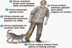 Catat! Ini Pertolongan Pertama Jika Kena Gigitan Anjing Rabies