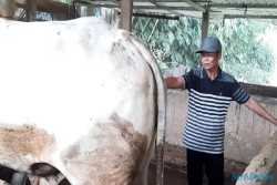 Sapi Batal Dibeli Jokowi, Peternak Karanganyar Bakal Tuntut Petugas