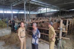 Harga Sapi Kurban di Bantul Melonjak, Warga Beralih ke Kambing dan Domba
