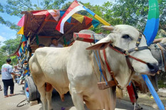 Dua Ekor Sapi Kurban Presiden Jokowi Dibeli dari Peternak Sleman