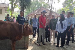 Jumlah Pedagang Hewan Kurban Melonjak, Perputaran Uang di Pasar Hewan Ambarketawang Diperkirakan Rp2 Miliar