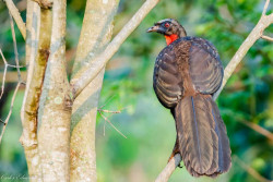 Terinspirasi Kopi Luwak, Ada Juga Kopi Kotoran Burung Jacu yang Harganya Fantastis